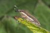 Lixus ochraceus